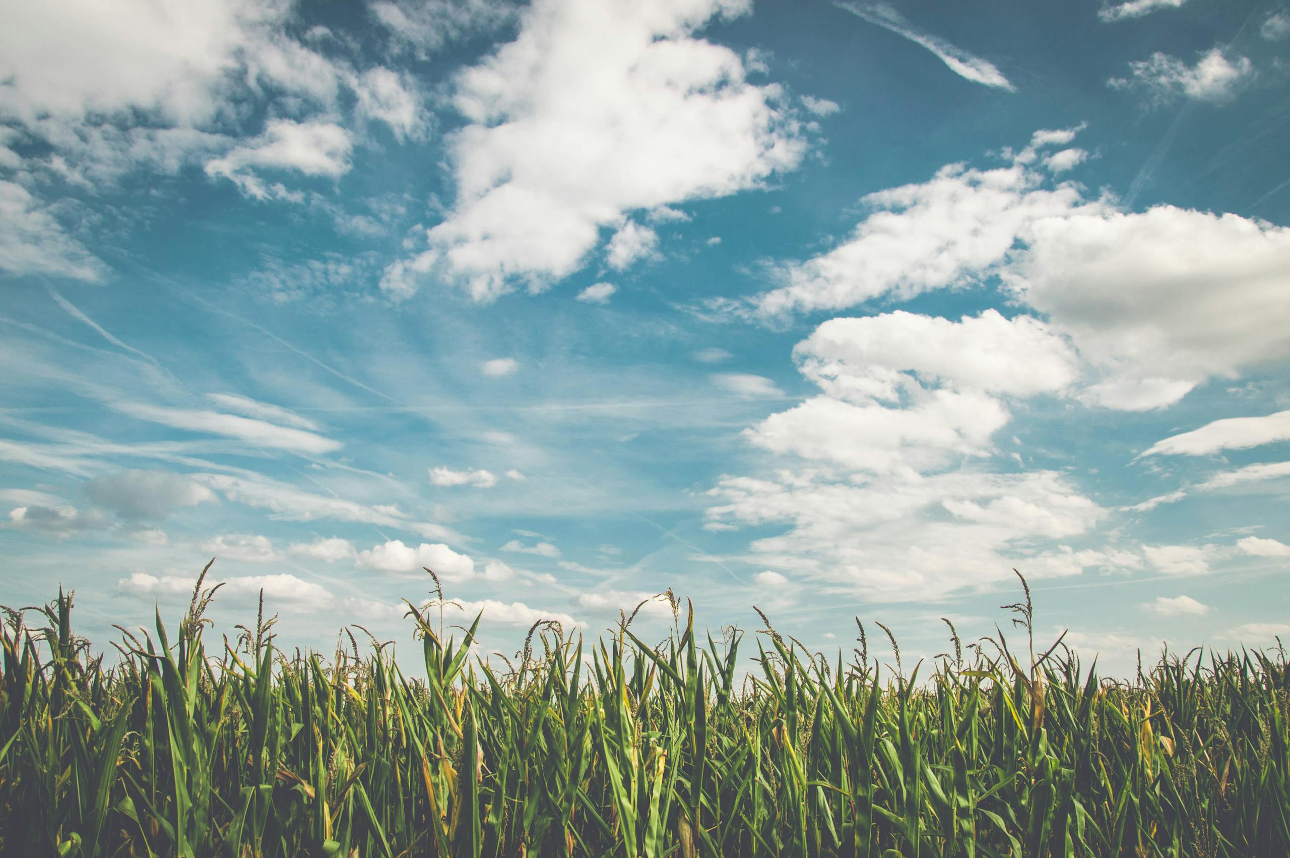 Expansive cornfield stretching beneath a picturesque azure sky with fluffy clouds.