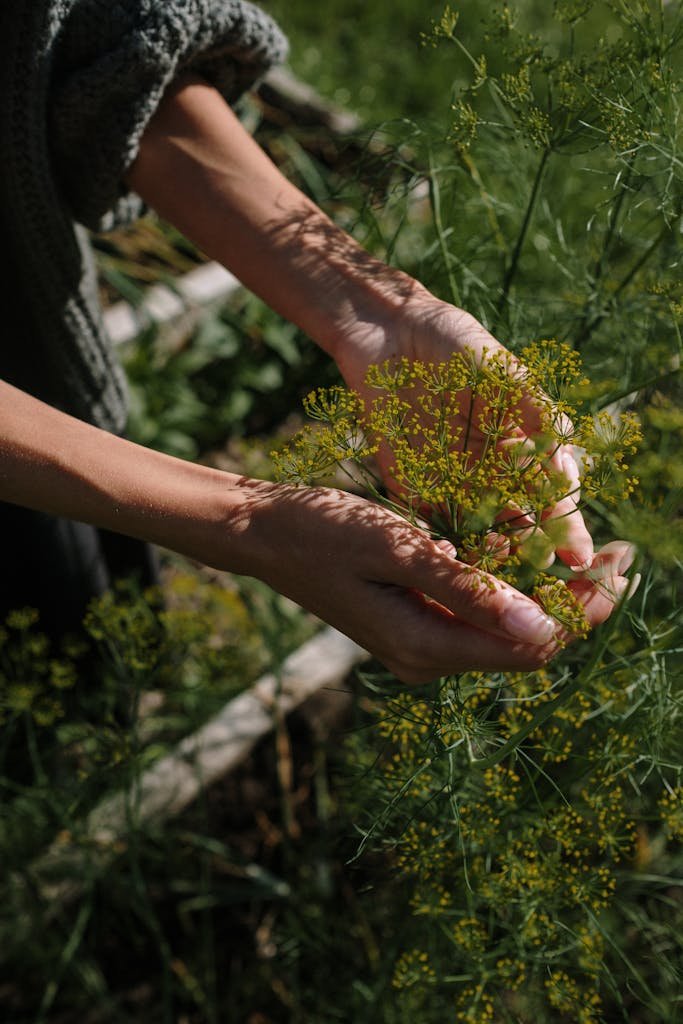 Hands gently harvesting fresh dill in an outdoor garden during summer, showcasing natural growth.